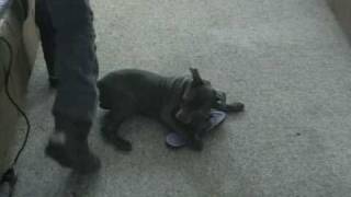 Donovan Pinscher Moonlight Aka Blue