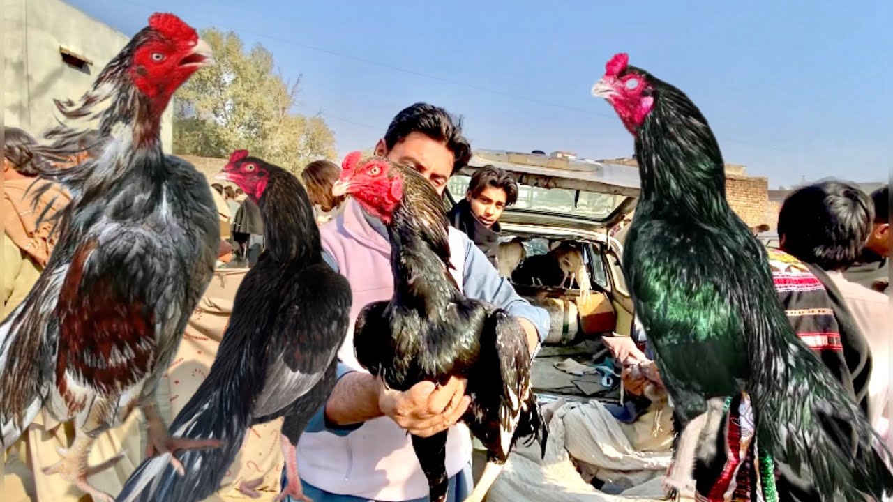 Haripur mandi ma sale lag gayi|Aseel murga mandi|Cheap rates|Haripur mandi|