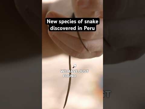Video: Arrow snake: description of the species and its features