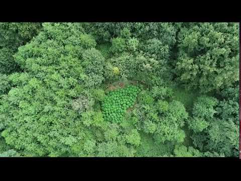 Video: Kako se koristi plantaža u rečenici?