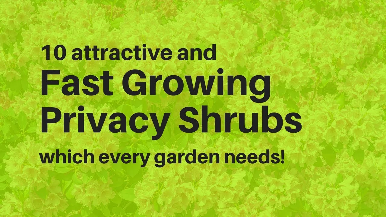 Fast Growing Privacy Shrubs - YouTube