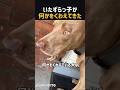 いたずらっ子が何かをくわえてきた