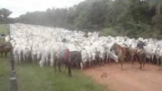 Peão boiadeiro tangendo boiada em direção a açude em fazenda do Pantanal  Sul, Pulsar Imagens