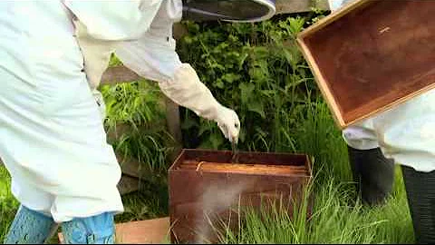 BBC The Wonder of Bees with Martha Kearney