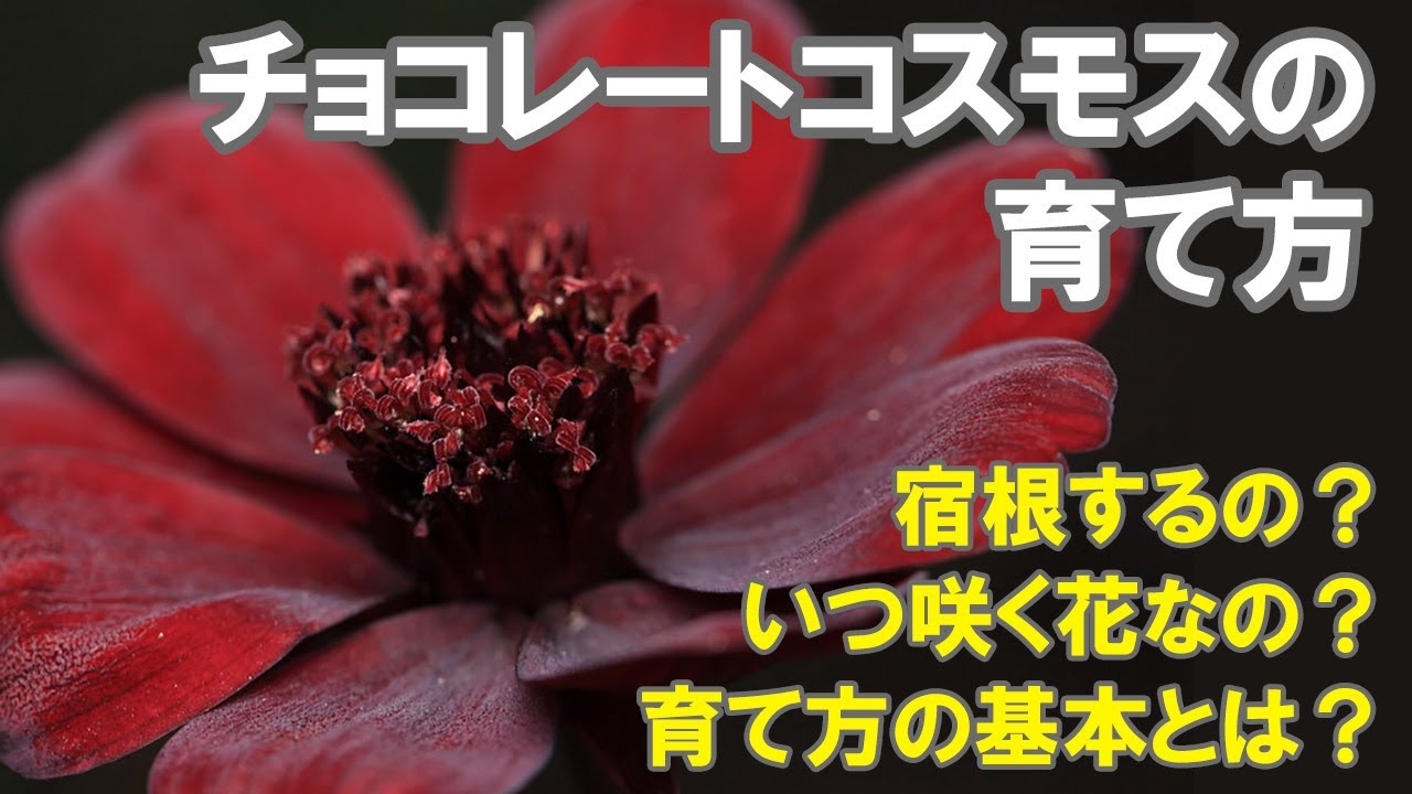 チョコレートコスモスの育て方 切り戻し 地植え 花がら摘み Youtube