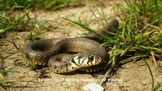 "Unraveling the Mystery: Gopher Snakes Revealed 🐍🔍"