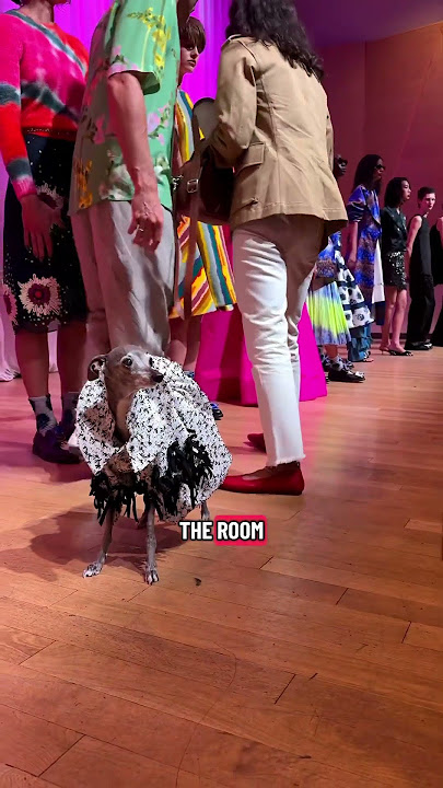 Dog The Oldest Model at Fashion Week!