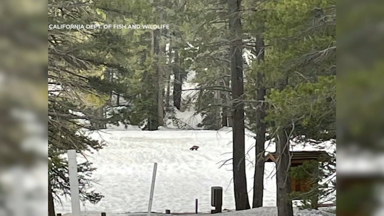 Multiple rare sightings of wolverine in California confirmed