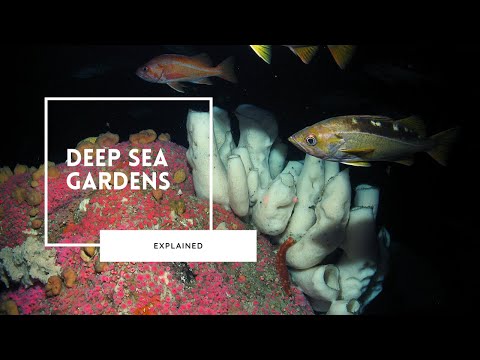 The Secret Garden of the Deep