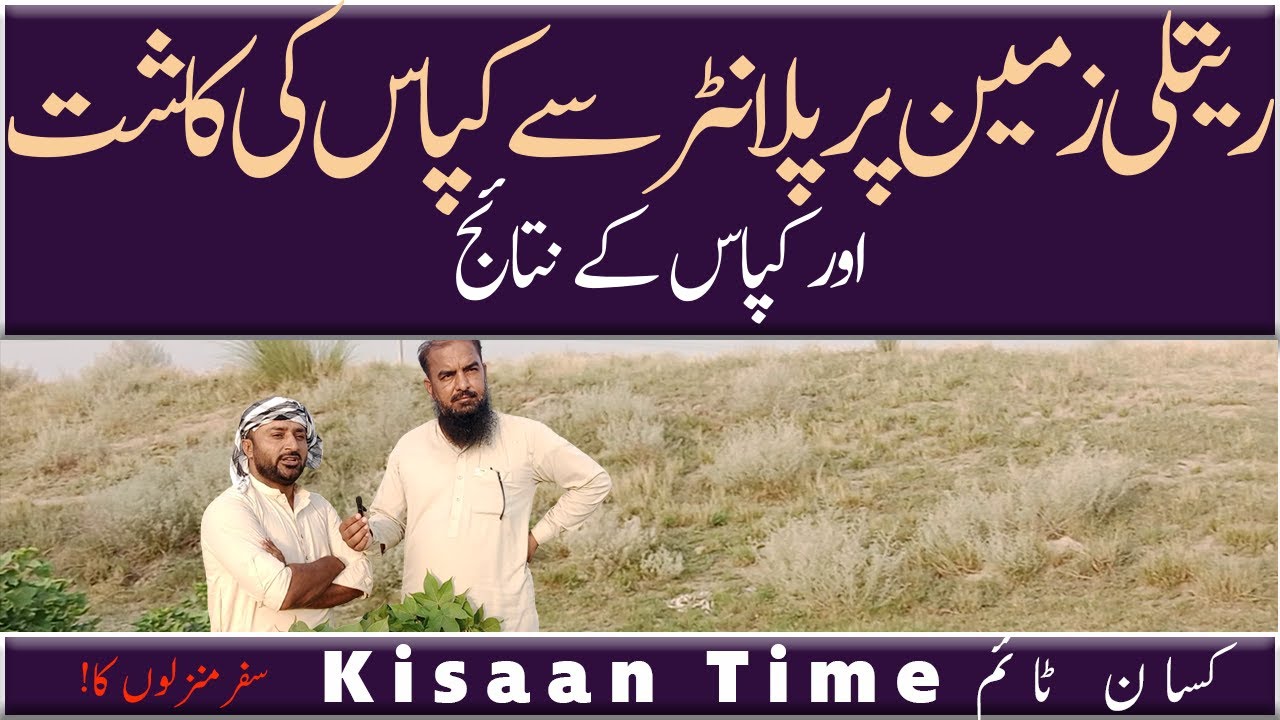 Cultivation of Cotton in Desert with planter صحرا میں کپاس کی پلانٹر پر کاشت kisaan Time کسان ٹائم