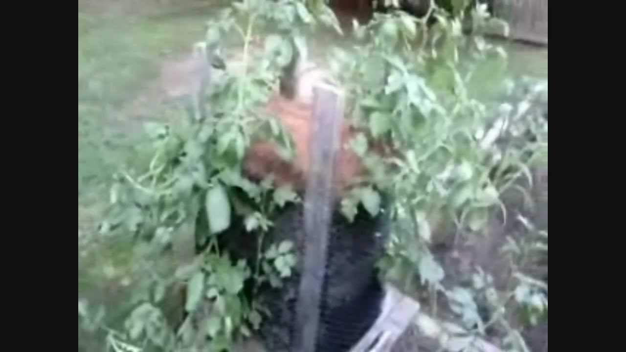 Potato Box and Garden Update - YouTube