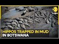 Herds of endangered hippos trapped in mud in drought-hit Botswana | WION News