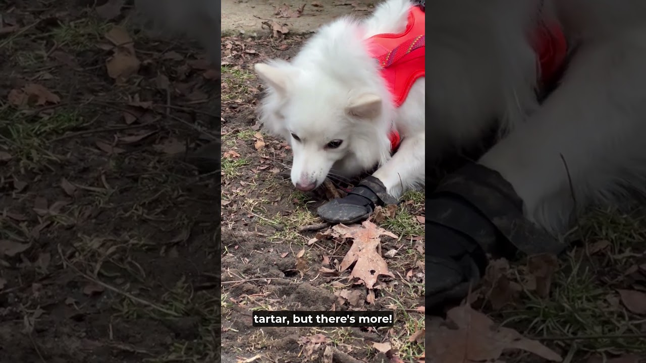 Why Do Dogs Love to Chew on Everything? | Total Pet Tales | 