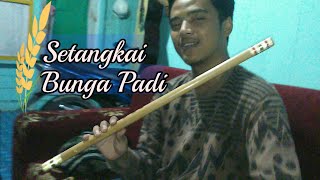 Setangkai bunga padi Ansul Suling