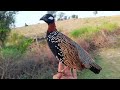 Kala teetar madi awaz  black francolin partridge voice  