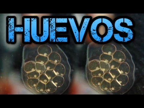 Video: Como Se Ven Los Huevos De Caracol