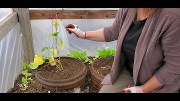 Vertical Gardening: String Training Cucumber Plants in the Greenhouse