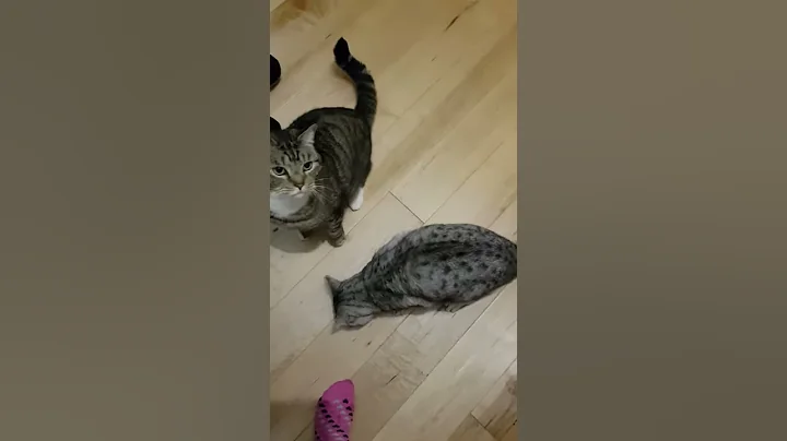 Video 10618761: egyptian mau cat, tabby cat, cat eating chicken