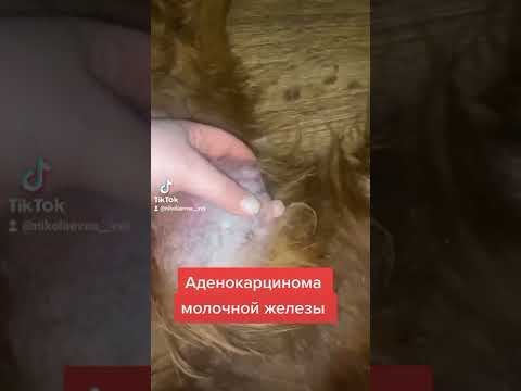 Видео: Какви са редките цветове на Chihuahua?