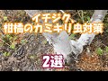 今が見た時が一番被害が少ない時果樹　イチジクのカミキリムシ対策　2選。