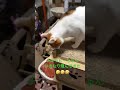 チャッピーちゃんいきなり飛んできた🤣🤣🤣
