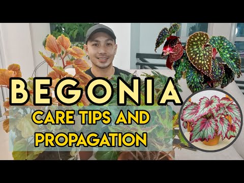 Video: Paano Pangalagaan Ang Begonia