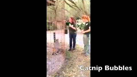 Cat loves catnip bubbles