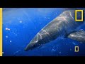 Deterring Sharks With an Electric Field  | Shark Attack Files