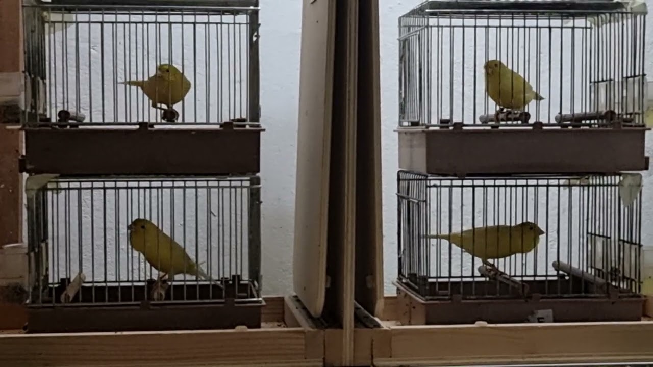 Giovani malinois 2025