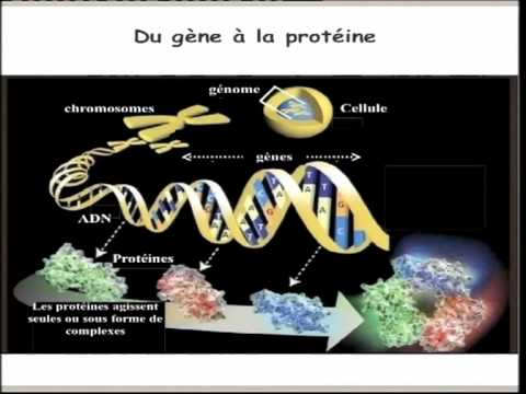 Vidéo: Bartonella Spp. - Une Chance D'établir Des Concepts One Health En Médecine Vétérinaire Et Humaine