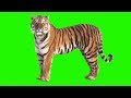 GREEN SCREEN TIGER - FULL HD ( DOWNLOAD LINK )