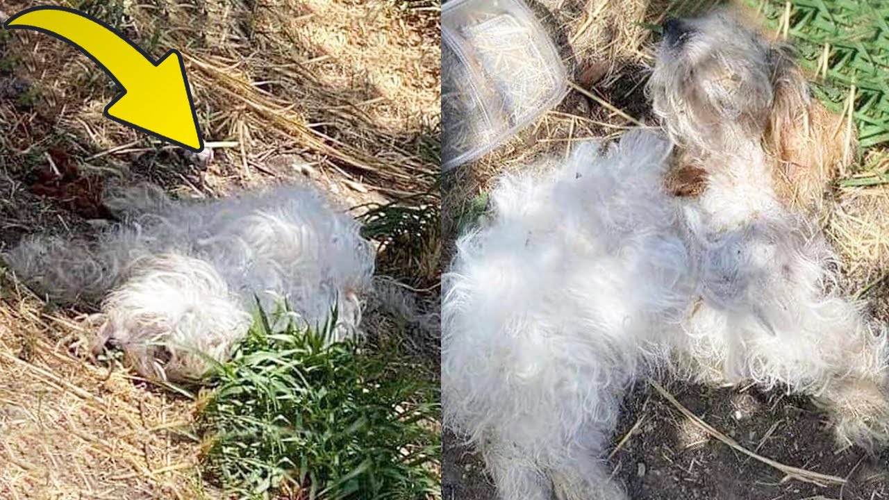 Poor Puppy was Left for Dead on the Side of the Road, Saved - YouTube