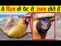 इन जानवर को देखकर दुनिया परेशान है Craziest Ways Sea Creatures Give Birth