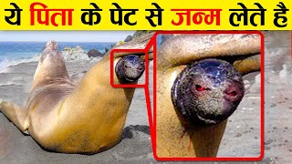 इन जानवर को देखकर दुनिया परेशान है Craziest Ways Sea Creatures Give Birth