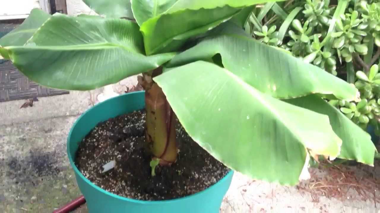 Spring Update on my Banana plant! YouTube