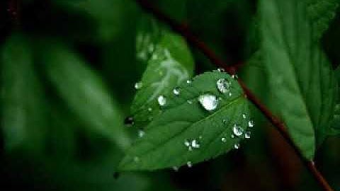 سوره. المنافقون. كامله. الشيخ. ابو بكر الشاطري