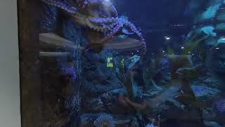 huge octopus at the Dallas world aquarium