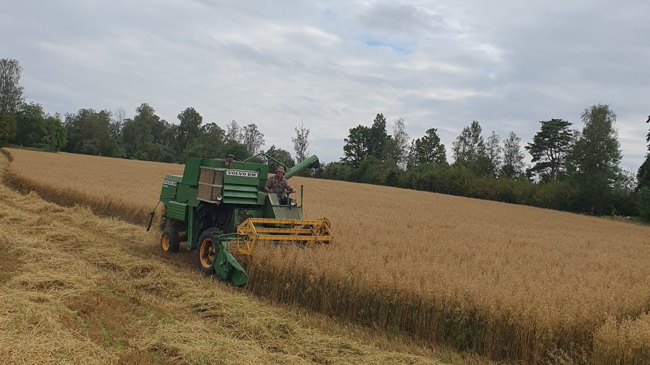 Tröskning 2024 börjar ! #1 || Bondevloggen ||