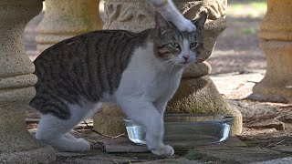 Cat sister hits her cat brother on the head