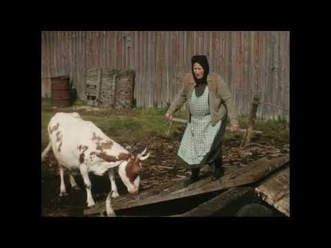 This 1957 archive film follows the seasonal movement of livestock and household goods from Larsmo to island pasture. Its catalogue description records cows, calves, a bull and horses being led to boats and towed to the islands, with a map and views of buildings on the grazing islands. The film documents a specific working routine and should be read as archival evidence, not a reconstruction of present-day farming.