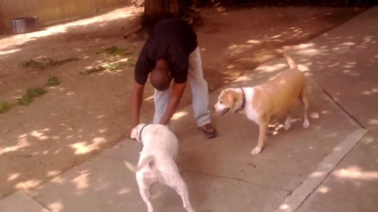 The Dog That Says "Hell Yeah" - YouTube