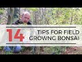 Bonsai Field Growing | 14 tips