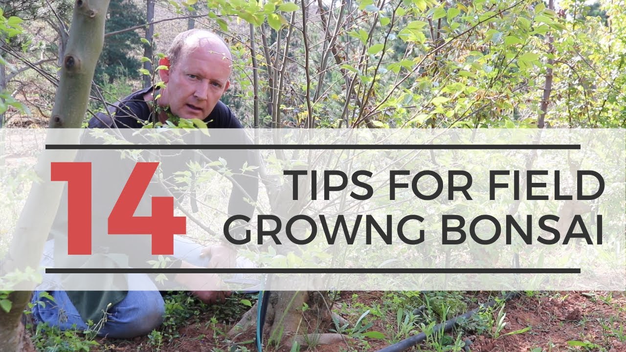 Bonsai Field Growing | 14 tips