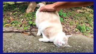 塀の上に野良猫がいたので近づくと何か話し掛けてきた