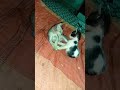 Kittens playing together. #cat #kitten #kitty #catshorts #meow