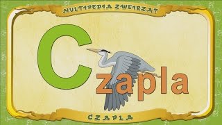 Multipedia Zwierząt. Litera C - Czapla