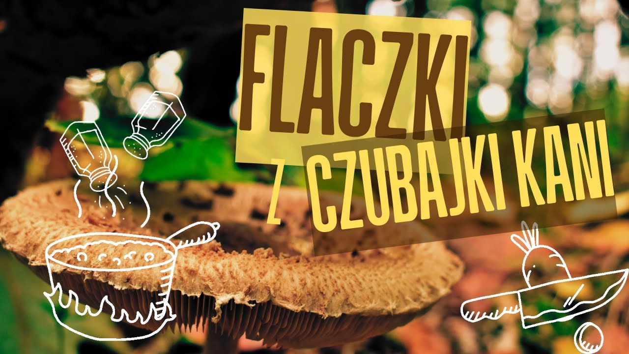 Leśna kuchnia | flaczki z czubajki kani @siegajacszczytow1309