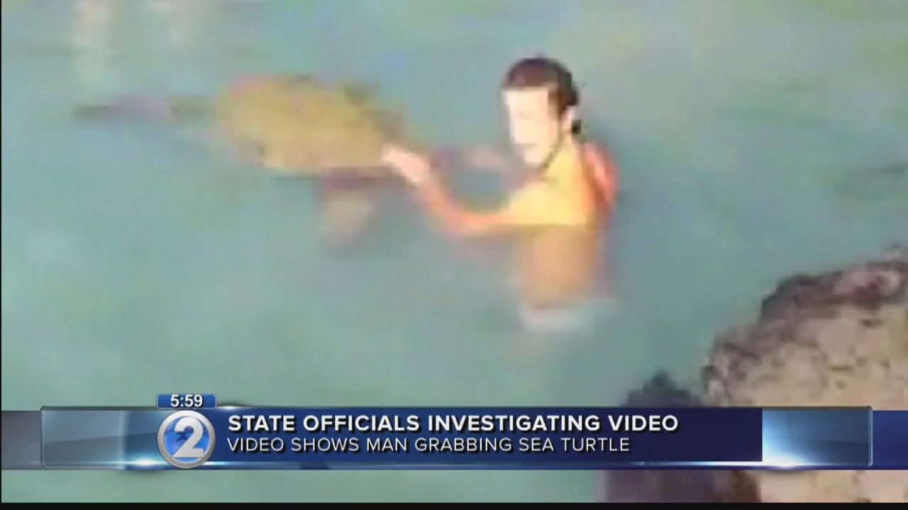 Caught on camera: Investigation underway after man harasses endangered sea turtle