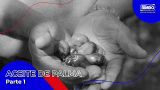 Grupo Bimbo | Conoce a nuestros proveedores y productores de aceite de palma (Parte 1) Grupo Bimbo | Conoce a nuestros proveedores y productores de aceite de palma (Parte 1)