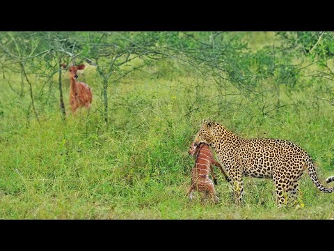 Lamb Cries for Mom to Help Save him from Leopard